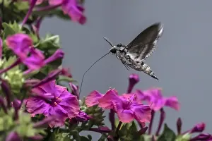 European Coastal Wildlife Drucke: Convolvulus Hawk-moth, Agrius convolvuli