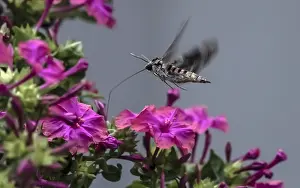 Oktober Drucke: Convolvulus-Schwalbenschwanz, Agrius convolvuli