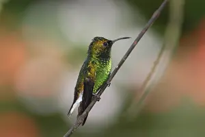 Costa Rica Birds Drucke: Coppery-headed Emerald