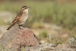 Argentina Bird Species Drucke: Cordoba Cinclodes, Cinclodes comechingonus