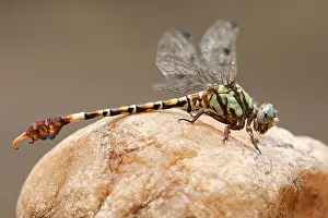 Bilder Datiert 22. November 2012: Corkscrew-Hooktail, Paragomphus elpidius