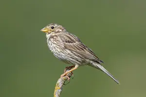 Migrant Birds In Europe Drucke: Corn Bunting, Emberiza calandra
