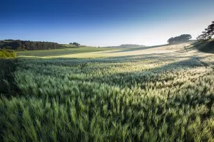 Bilder Datiert 26. Mai 2017: Getreidefeld in Deutschland