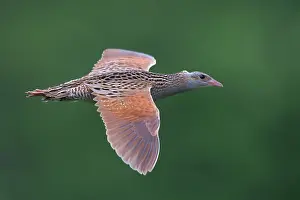 Bilder Datiert 29. Mai 2016: Kornweihe, Crex crex.