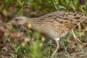 Migratory Bird Europe Drucke: Corncrake, Crex crex