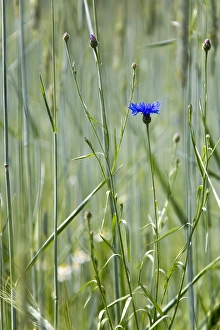 Blauer Kornblume, Centaurea cyanus