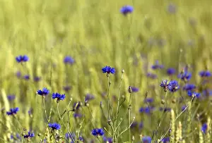 Centaurea Cyanus Species Drucke: Cornflower, Centaurea cyanus
