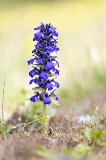 European Insect Images Drucke: Cornish Bugle, Ajuga genevensis