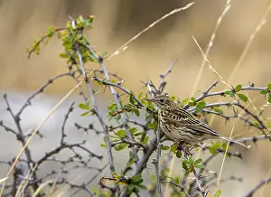 Bilder vom 6. März 2006: Correndera-Pipit, Anthus correndera