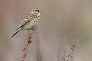 Argentina Nature Photography Drucke: Correndera Pipit, Anthus correndera