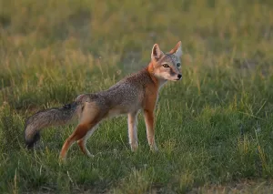 Mongolia Wildlife Photography Drucke: Corsac Fox at the steppes of Mongolia