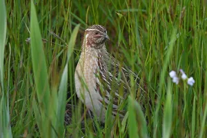 Bilder Datiert 3. Mai 2023: Haftfußhuhn