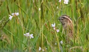 Bilder Datiert 3. Mai 2023: Haftfußhuhn