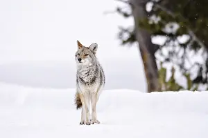 coyote