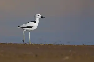 Charadriiformes Shorebird Images Drucke: Crab-plover