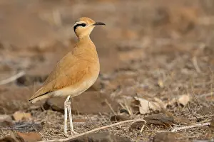 Charadriiformes Species List Drucke: Cream-colored courser
