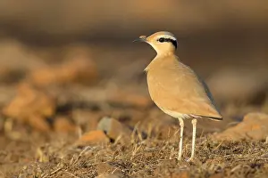Charadriiformes Species List Drucke: Cream-colored courser