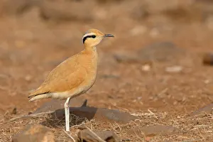 Charadriiformes Bird Family Drucke: Cream-colored courser