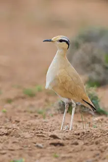 Animal Portrait Africa Drucke: Cream-colored Courser, Cursorius cursor