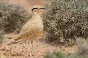 Charadriiformes Species List Drucke: Cream-colored Courser, Cursorius cursor