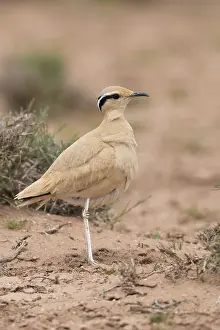 Charadriiformes Species Identification Drucke: Cream-colored Courser, Cursorius cursor