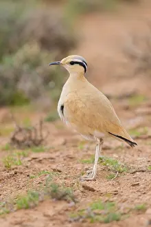 Charadriiformes Species List Drucke: Cream-colored Courser, Cursorius cursor
