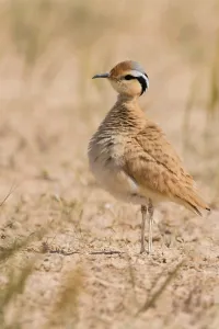 Bilder Datiert 4. April 2018: Kurzschwänziger Sandlaufvogel