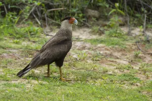 Mato Grosso Birds Drucke: A Crested caracara, Polyborus plancus