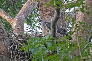 Central America Fauna Drucke: Crested Eagle, Morphnus guianensis