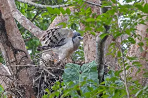 Central America Fauna Drucke: Crested Eagle, Morphnus guianensis