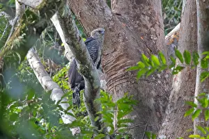 South America Bird Life Drucke: Crested Eagle, Morphnus guianensis