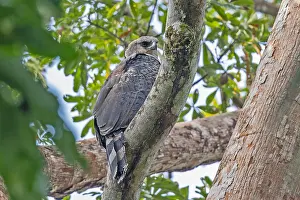 Wildlife Photography Central America Drucke: Crested Eagle, Morphnus guianensis