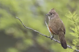 Argentina Nature Reserves Drucke: Crested Gallito, Rhinocrypta lanceolata