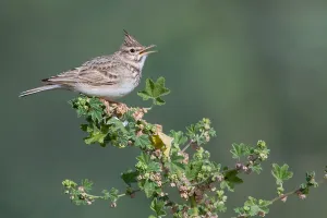 Crested Lark Drucke: Crested Lark