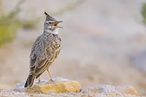 Crested Lark Drucke: Crested Lark