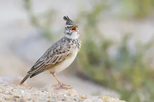 Nature Wildlife Photos Drucke: Crested Lark