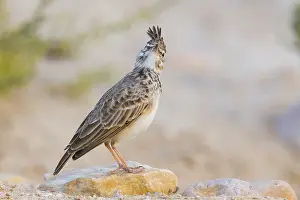 Passeriformes Bird Species Drucke: Crested Lark