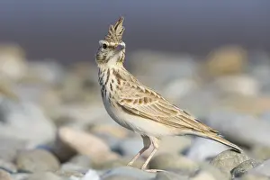 Crested Lark Drucke: Crested Lark