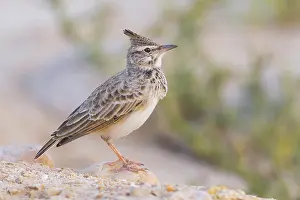 Crested Lark Drucke: Crested Lark