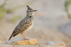 Passeriformes Bird Species Drucke: Crested Lark