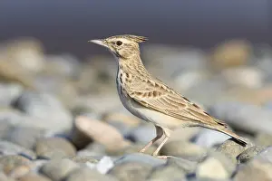 Crested Lark Drucke: Crested Lark