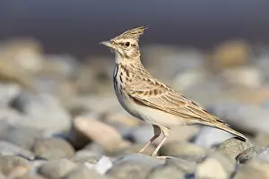 Crested Lark Drucke: Crested Lark
