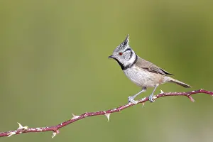 Haubenmeise; Lophophanes cristatus