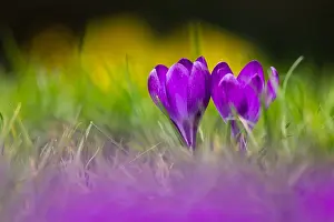 Purple Crocus Drucke: Crocus