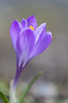 Asparagales Order Flowers Drucke: Crocus neapolitanus
