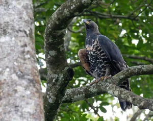 Nature Fauna Images Drucke: Crowned Eagle, Stephanoaetus coronatus