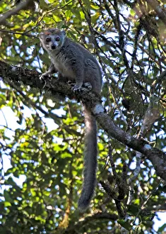 Eulemur Coronatus Drucke: Crowned lemur, Eulemur coronatus