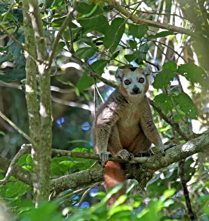 Bilder Datiert 10. Oktober 2012: Kronenlemur, Eulemur coronatus