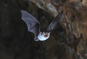 France Wildlife Photography Drucke: Cryptic myotis Myotis crypticus