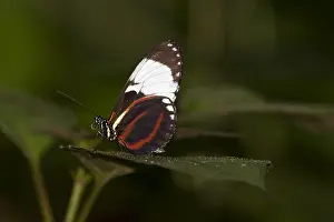 Central America Insects Drucke: Cydno Longwing, Heliconius cydno
